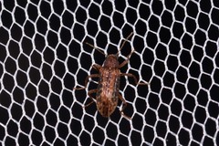 Strongylium fuscovestitum