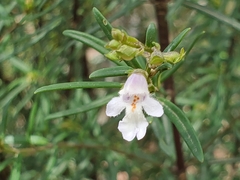 Prostanthera linearis