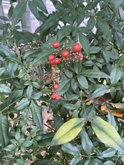 Nandina domestica