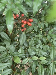 Nandina domestica
