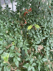 Nandina domestica