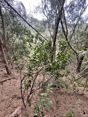 Santalum ellipticum