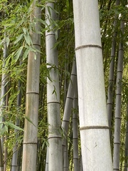Phyllostachys edulis