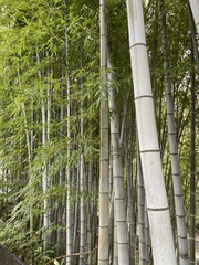 Phyllostachys edulis