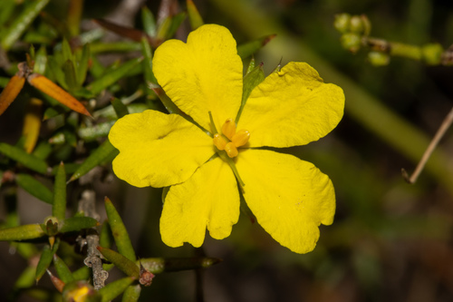 Hibbertia exutiacies N.A.Wakef.