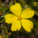 Prickly Guinea-Flower - Photo (c) Tim Hammer, some rights reserved (CC BY), uploaded by Tim Hammer