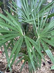 Trachycarpus fortunei