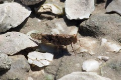 Trimerotropis schaefferi