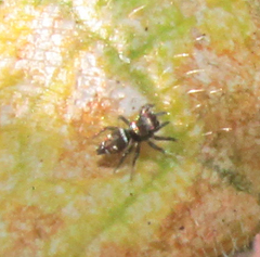 Heliophanus