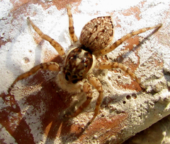 Menemerus semilimbatus