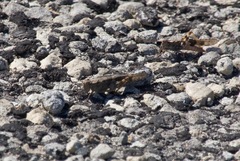 Trimerotropis schaefferi