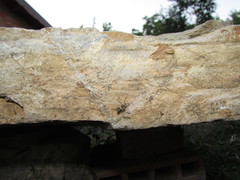 Menemerus semilimbatus