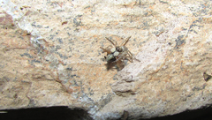 Menemerus semilimbatus