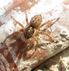 Menemerus semilimbatus