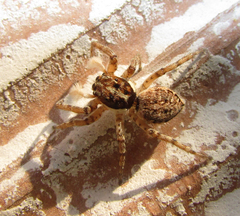 Menemerus semilimbatus