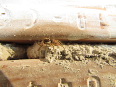 Menemerus semilimbatus