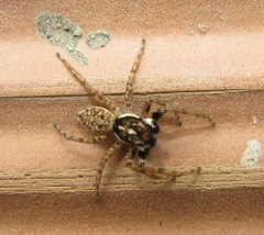 Menemerus semilimbatus