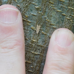 Endophthora omogramma