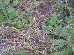 Descurainia erodiifolia