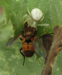 Misumena vatia