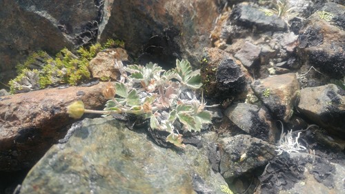 Potentilla nivea iNat (1)