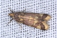 Callithauma callianthes