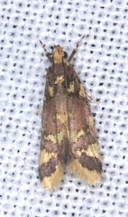 Callithauma callianthes