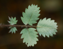 Acaena juvenca