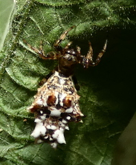 Micrathena horrida