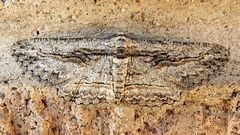 Iridopsis obliquaria