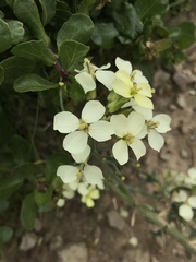Erysimum franciscanum