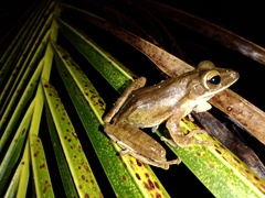 Polypedates macrotis