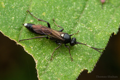 Vulgichneumon