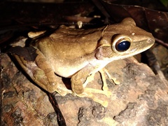 Polypedates macrotis