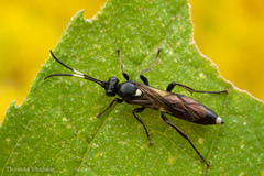 Vulgichneumon