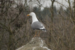 Larus fuscus