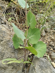 Roldana sessilifolia