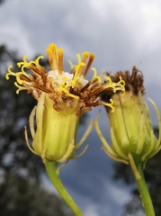 Roldana sessilifolia