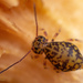 Globular Springtails - Photo (c) Thomas Shahan, some rights reserved (CC BY-NC), uploaded by Thomas Shahan