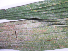 Podosphaera plantaginis