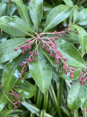 Pieris japonica japonica