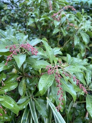 Pieris japonica japonica