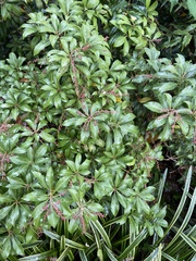 Pieris japonica japonica