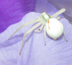 Misumena vatia