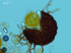 Podosphaera plantaginis