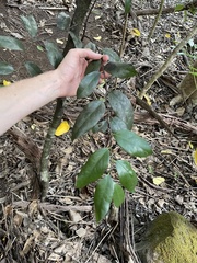Diospyros sandwicensis