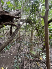 Diospyros sandwicensis