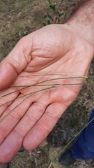 Austrostipa scabra