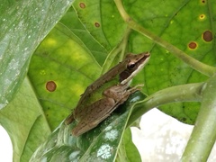 Chalcorana megalonesa