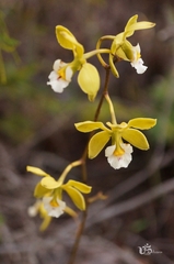 Encyclia alboxanthina